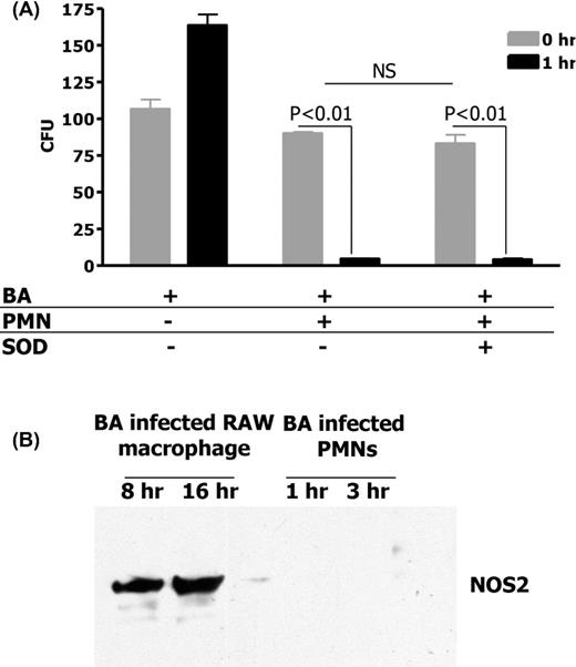 (A) Human PMNs do not kill B. anthracis through superoxide generation. To determine if B. anthracis is killed by human PMNs through superoxide generation, vegetative bacteria were incubated with human PMNs alone at an MOI of 1:1 or in the presence of SOD to inhibit superoxide generation. Means and standard deviation of three different experiments are shown. (B) Western blot of NOS2 expression in human PMN and RAW macrophages with B. anthracis infection.