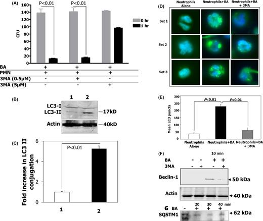 Human PMNs kill B. anthracis by autophagy. (A) To determine if human PMNs killed B. anthracis by autophagy, PMNs were incubated with vegetative B. anthracis for 1 h at an MOI of 1:1 in the absence of 3MA or with 3MA (either 0.5 or 5 μM) to inhibit autophagy. Means and standard deviation of two different experiments are shown. (B) Western blot analysis of LC3 levels. 1. Human PMNs alone. 2. Human PMNs with B. anthracis incubated for 20 min. Lower panel shows actin levels for the same. (C) Quantification of fold changes in LC3 II levels after normalization with actin and LC3I levels. (D) Fluoroscent microscopy of PMNs for autophagy. Set 1. Human PMNs alone stained with LC3. Set 2. Human PMNs with B. anthracis incubated for 20 min and stained with LC3. Set 3. Human PMNs with B. anthracis incubated for 20 min in the presence of 3MA and stained with LC3. (E) LC3 puncta quantification (n = 10 fields) using the NIH Image J Software. (F) Western blot analysis of beclin-1 levels in PMN within 10 min of B. anthracis infection in the presence and absence of the autophagy inhibitor, 3MA. Lower panel shows actin levels for the same lanes. (G) Western blot analysis of SQSTM1 levels in PMNS infected with B. anthracis, 20, 30 and 40 min post-infection.