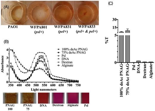 KMnO4 reacts strongly with PNAG and protein but weakly with Psl, DNA, dextran or alginate. (A) KMnO4 reacting with 4-day-old P. aeruginosa WT and mutant strains overexpressing psl, pel or both from arabinose-inducible PBAD promoter. (B) Absorbance spectra (top) for each individual EPS component-KMnO4 reaction with digital images (below) of individual EPS components solubilized in water and stained with KMnO4 in cuvettes (60 min). (C) Percent transmission of light of individual EPS component-KMnO4 as a function of absorbance at 525 nm. Data points and columns in B and C (respectively) represent the means and error bars represent the standard error.