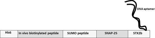 Structure of BoNT/A recombinant fusion substrate.