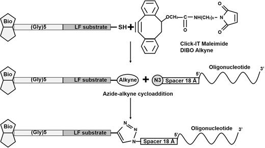 Conjugation of substrate peptide with oligonucleotide by click chemistry (azide-alkyne cycloaddition).