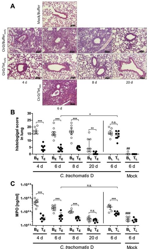 Histopathology of the lungs and granulocyte marker enzyme MPO in lung homogenates. (A) Representative images of lung sections from different experimental groups of C57BL/6J mice at the dedicated time points. Above: Mock/Buffer group at day 6 p.i.: unaltered morphology of alveolar tissue and bronchiole. Second line: CtrD/Buffer (early) group at days 4, 6, 8 p.i.: bronchiolitis with luminal neutrophils, peribronchial and stromal infiltration with neutrophils, alveoli containing edema and inflammatory cells; day 20 p.i.: mild edema, only very few stromal inflammatory cells left. Third line: CtrD/Tet (early) group at days 4, 6, 8 p.i.: mild inflammatory reaction without signs of bronchiolitis; day 20 p.i.: almost recovered morphology of alveolar tissue. Bottom line: CtrD/Tet (late) group at day 6 p.i.: findings similar to the CtrD/Buffer (early) group; H&E staining; bar = 100 μm. (B) Histopathological score of lung inflammation composed of different parameters such as inflammatory cells, edema, hemorrhaging, peribronchiolar infiltrates, affected area and overall disease pathology (for details see M&M section). Medians ± interquartile ranges are depicted. (C) Concentration of granulocyte marker enzyme MPO determined by ELISA. Means ± standard deviations are depicted. Abbreviations: BE: Buffer (early treatment); BL: Buffer (late treatment); TE: Tetracycline (early treatment): TL: Tetracycline (late treatment); groups were analyzed at different time points: 4, 6, 8, or 20 days p.i. A dosage of 20 mg kg−1 body weight of tetracycline was applied i.p.. Asterisks and hashtags indicate statistical significances: *P = 0.05; **P = 0.01; ***P = 0.001; n.s. = not significant; ##P = 0.01 and ###P = 0.001 (difference Mock/Buffer (late) versus CtrD/Buffer (late).