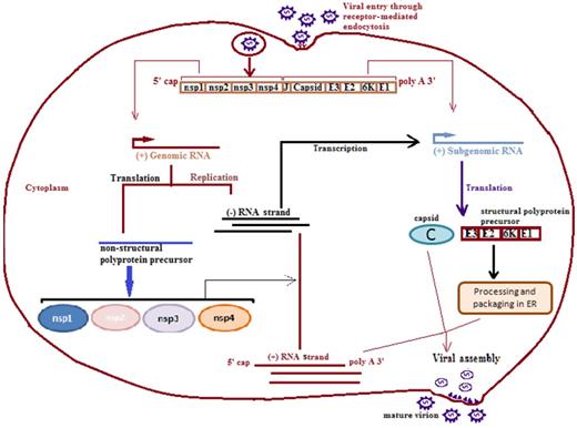 Chikungunya virus replication cycle. The CHIKV enters into the host cell through receptor-mediated endocytosis forming an endosome. The endosome enters the host cell and genome of the virus then replicates in the cytoplasm. The CHIKV genome carries non-translated region (NTR) at both 3′ and 5′ ends and non-coding junction region (J region) between the genes coding for structural and non-structural proteins. The replicated negative strand of RNA is transcribed into positive sense subgenomic RNA, also known as 26S RNA, that serves as mRNA for structural proteins. The genomic and subgenomic RNAs are translated into polyprotein precursors that finally cleave into non-structural proteins (nsp1, nsp2, nsp3 and nsp4) and structural proteins (capsid, E1 and E2). The positive RNA strand, structural proteins and capsid proteins finally assemble into the mature virion. ER, endoplasmic reticulum.