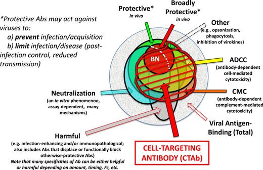 Euler diagram of CTAb in the context of functional antibodies to an enveloped virus. (a) Within the total population virus-reactive antibodies that arise in an individual host, some can be demonstrated to protect against disease caused by the homologous virus, and a subset of these are broadly protective against related viruses. (b) Among the antibodies that can be defined as virus-neutralizing in vitro through any of several mechanisms and assays (see text), some are broadly neutralizing (BN), many but not all are protective in vivo, and neutralizing antibodies do not account for all protective antibodies. (c) Antibodies responsible for ADCC and complement-mediated cytolysis (CMC) form distinct but highly overlapping sets, and depending upon the antigen (as well as Ig isotype and other factors) may include a high proportion of neutralizing antibodies. âÂÂOtherâ protective antibodies are described elsewhere (Schmaljohn 2013) (d) Antibodies of all types may occasionally be harmful to the host through mechanisms that include autoimmunity, antibody-dependent enhancement of viral infection, increased virus-specific immunopathology, displacing or functionally blocking otherwise-protective antibodies or creating immunosuppressive immune complexes. Some antibodies may be categorized as both protective and harmful, with outcome depending on such things as antibody concentration, timing of antibody arrival relative to viral load and host variations in inflammatory response. It can further be inferred that single antibody specificity (as defined by clonal lineage and paratope) may be protective, harmful or impotent depending upon Ig isotype and its consequences. (e) CTAb, often polyfunctional, are those that bind viral antigen on virus-infected (and sometimes uninfected but virus-sensitized) cells, potentially marking cells for damage or destruction by FcR-bearing cells before peak viral production by the antigen-bearing cells. Antibody-mediated protection in vivo is very often dependent upon FcâÂÂFcR interactions regardless of whether antibodies are also categorized as neutralizing. Opsonization facilitated by antibodies against virion surfaces may play a role in vivo, but the larger body of virological evidence points toward CTAb mediating protection in concert with FcR-bearing cells of various types.
