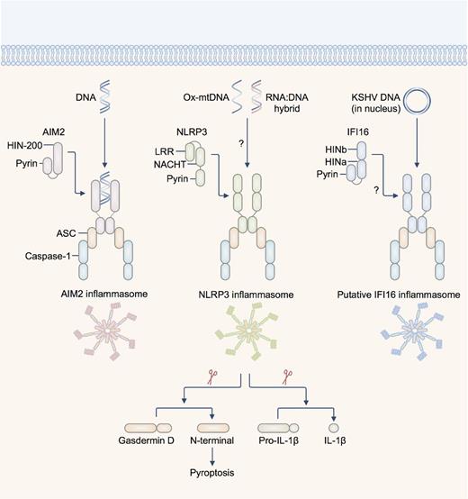 Inflammasome-activating DNA sensors. AIM2 is a dsDNA sensor which binds DNA of microbial or host origin. The HIN-200 domain binds DNA in a sequence-independent manner. NLRP3 has been suggested to recognize oxidized DNA released from the mitochondria (ox-mtDNA) and RNA:DNA hybrids released by bacteria. The pyrin domain of AIM2 and NLRP3 recruit via pyrin–pyrin interaction, the pyrin-CARD-containing protein ASC (apoptosis-associated speck-like protein containing a carboxyl-terminal CARD). The CARD of ASC interacts with the CARD of pro-caspase-1. The DNA sensor IFI16 has been shown to colocalize with the DNA of Kaposi's sarcoma-associated herpesvirus (KSHV) and with ASC in the nucleus of infected endothelial cells. This complex then redistributes to the cytoplasm where it interacts with caspase-1 to form a putative IFI16 inflammasome. There is also evidence to suggest that IFI16 is required to drive caspase-1-dependent pyroptosis in CD4+ T cells infected with HIV-1. Activation of the inflammasome leads to cleavage of the pro-pyroptotic substrate gasdermin D, initiating pyroptosis and rupture of the cell membrane. Active caspase-1 also cleaves pro-IL-1β and pro-IL-18, generating the bioactive form of the cytokines. Abbreviations: LRR—leucine-rich repeats; NACHT—NB-ARC or domain present in NAIP, CIITA, HET-E and TP1.
