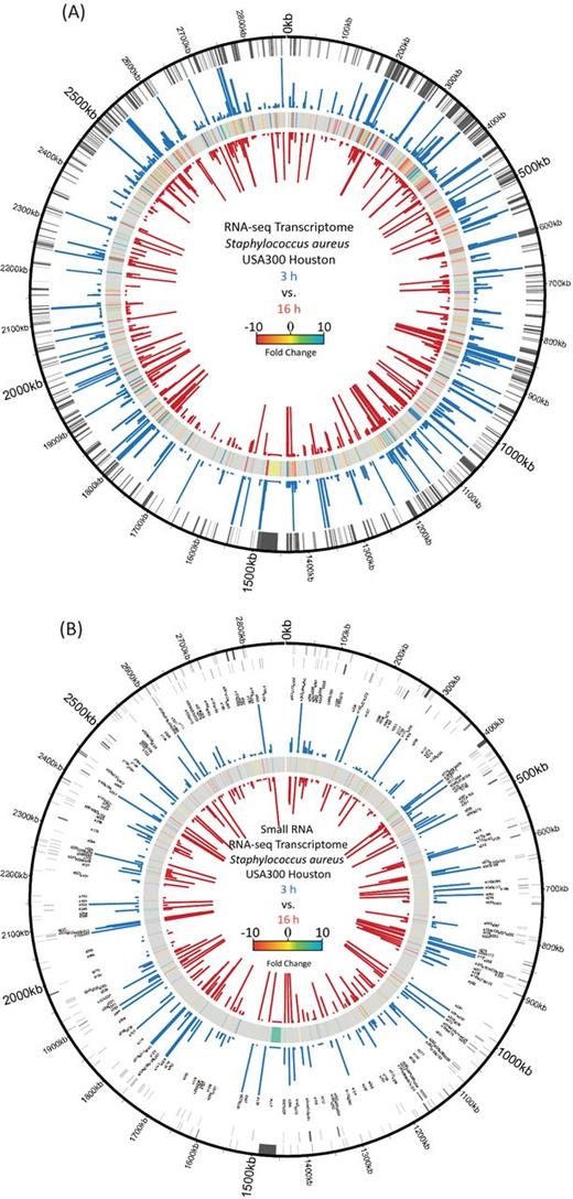 Genomic maps depicting transcriptomic changes during exponential and stationary phase growth of S. aureus. (A) For protein-coding genes, the chromosomal location (outer circle) as well as expression values for exponential (blue bars) and stationary phase (red bars) cultures are displayed. In between expression values, transcriptional fold changes are shown. For increased accessibility, the figure contains only genes that showed a ≥ ±3-fold alteration in expression. (B) sRNA annotations are shown in sense (outer circle) and antisense (second circle) directions, along with the corresponding gene names. The RPKMs for exponential (blue bars) and stationary (red bars) cultures, as well comparative fold changes (in between), are shown. For both transcriptome figures, the cutoff for expression strength displayed is 1000 RPKM, with genes higher than this displayed as 1000 in order to make lowly expressed genes more visible.