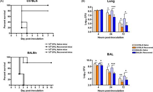 Survival rate (A) and bacterial burdens in the lung and BAL fluid (B) of C57Bl/6 (B6) and BALB/c mice after i.n. reinfection with A. baumannii. Groups of 5 B6 or BALB/c mice were i.n infected with 2 à107 CFU A. baumannii. Six weeks later, the completely recovered mice and naïve control mice were i.n. challenged with 107, 108 or 109 CFU A. baumannii ATCC17961. The survival rates of the high (109) and medium (108) dose-infected mice were monitored daily for 7âÂÂ10 days (A). The bacterial burdens in the lung and BAL fluid of the medium dose (108) infected mice were determined by quantitative bacteriology at the indicated hours after inoculation (B). The data are presented as mean ñ SD (n = 5) and represent one of at least two experiments with similar results. The detection limit for bacterial burdens was 1.3 log10 CFU/organ. *P<0.05, **P<0.01, or ***P<0.001 naïve vs recovered mice.