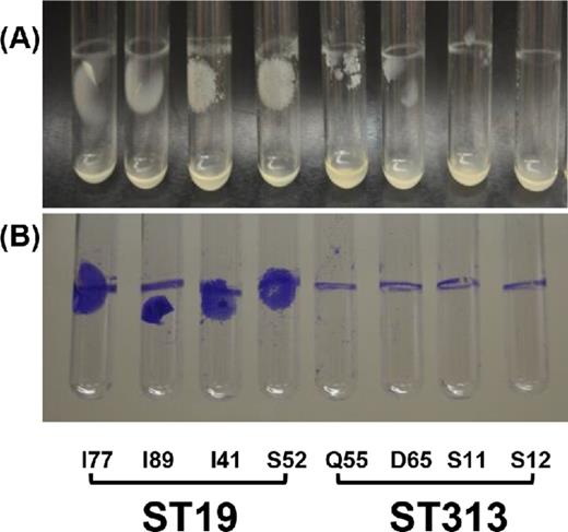 Pellicle formation at the liquid–air interface of invasive Salmonella Typhimurium ST19 and ST313 strains from Mali, West Africa.
