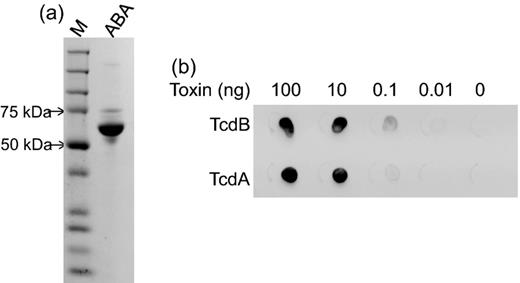 ABA purification and function. ABA was purified from culture supernatants of Vero cells infected with rAd-ABA. (a) The purified ABA exhibited a single dominant band at 66 kDa on a SDS-PAGE gel. (b) Dot blotting showed binding of ABA to TcdA and TcdB. Serially diluted TcdA and TcdB proteins were spotted on nitrocellulose paper. The paper was then blocked with milk before adding ABA at 1 μg ml−1 final concentration. The binding of ABA to both TcdA and TcdB was determined by an HRP-conjugated anti-E-tag antibody.