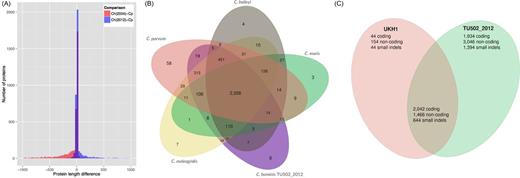 Inter- and intraspecies genome-wide comparisons of genome composition. (A) Comparison of protein length between C parvum and the 2004 and 2012 versions of the C. hominis TU502. (B) Distribution of orthologous gene clusters in five Cryptosporidium species. (C) Distribution of SNPs and short indels among three C. hominis isolates, TU502, TU502_2012 and UKH1. DNA sequence reads from the C. hominis TU502_2012 and UKH1 were mapped against the reference genome assembly of C. hominis TU502, as well as against each other, using BWA (Li and Durbin 2009). SNPs and small indels were identified using GATK (McKenna etàal.2010). Identified variants were further filtered for reliability, according to the following parameter values: (DP < 12) âÂÂ¥ (QUAL < 50) âÂÂ¥ (SB > âÂÂ0.10) âÂÂ¥ (MQ0 > = 2 && (MQ0/(1.0 * DP)) > 0.1). SNPs were categorized as coding and non-coding, given the assembly and the annotation, using VCFtools.