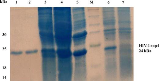 SDS-PAGE analysis of the purified HIV-1-top4 protein and its expression in 2XYT medium at 20°C. Lane M, molecular size marker; lanes 1 and 2, the purified recombinant protein after purification via affinity Ni-NTA column chromatography; lane 3, supernatant of cell lysates of E. coli cells after sonication and centrifugation; lane 4, pellet of cell lysates of E. coli cells after sonication and centrifugation; lane 5, whole cell lysates of E. coli cells after sonication; lane 6, whole cell lysates of E. coli cells 6 h after addition of 0.1 mM IPTG and lane 7, whole cell lysates of E. coli cells before IPTG addition.