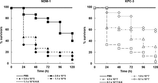 Effect of increasing inoculum dose of live K. pneumoniae NCTC 13443 (NDM-1) or NCTC 13438 (KPC-3) on the survival of G. mellonella larvae during incubation at 37°C for 120 h. Numbers in the legend indicate the inoculum size in bacterial cells per larva. For both strains, the effect of heat-killed (h.k.) bacterial inocula is also shown. No significant mortality was observed in an unmanipulated group (data not shown) or in the uninfected group mock ‘infected’ with sterile PBS. For all infected groups, survival was significantly reduced compared to the mock ‘infected’ group (P < 0.05, log rank test with Holm correction for multiple comparisons); n = 30 (pooled from replicate experiments).