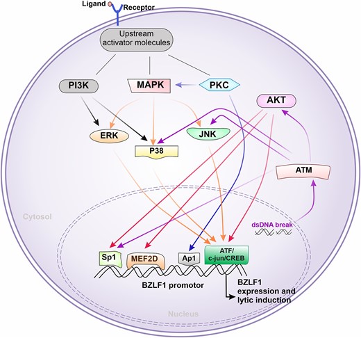 Molecular pathways commonly involved in EBV reactivation. After receiving stimulus from external factors such as binding of ligand to receptor (e.g. pathogen-associated molecular pattern to pattern recognition receptor), the downstream molecular pathways can be initiated. Initially, either one of the proteins PI3K MAPK or PKC can get triggered or multiple pathways can be triggered. This, in turn, ends up inducing the transcription factors such as Sp1, MEF2D, AP1, or ATF/c-jun/CREB, which can go and bind BZLF1-promotor region. This process initiates the BZLF1 transcriptional activation, a start point of the EBV lytic cycle. Sometimes, the pathway can also be triggered by internal factors such as double-stranded DNA derived by damaged mitochondria or nucleus, which further activates ATM. This further can drive Sp1 induction or may move forward with AKT activation cascade as shown in the figure.