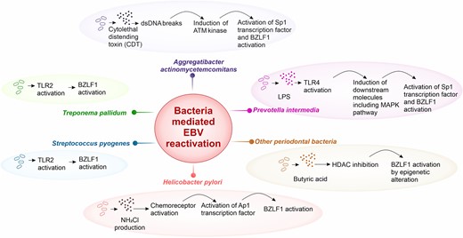 Schematic representation of bacteria-mediated EBV reaction. Various bacteria can induce EBV reactivation through inducing host proteins playing role in lytic cycle activation. Aggregatibacter actinomycetemcomitans produces cytolethal distending toxin (CDT), which causes double-stranded DNA breaks. This further activates the ATM protein cascade inducing Specific protein 1 (Sp1) and BZLF1 activation. Prevotella intermedia triggers MAPK pathway through toll-like receptor (TLR) 4 and ultimately, stimulates Sp1, which binds BZLF1. Other periodontal bacteria, such as Porphyromonas gingivalis secrets butyric acid, which inhibits the histone deacetylase (HDAC), this drives the epigenetic alteration leading to expose BZLF1 promoter region and its activation. Helicobacter pylori changes the cellular microenvironment at the site of infection and can lead to generation of NH2Cl. This triggers the TlpD chemoreceptor and could cause BZLF1 induction via Ap1 transcription factor activation. Some other bacteria such as Streptococcus pyogenes and Treponema pallidum have also shown to reactivate EBV. Their tendency to activate TLR2 could further initiate downstream pathway for BZLF1 activation and lytic induction.