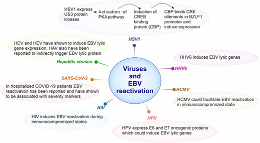 Schematic representation of information regarding viruses reported to reactivate EBV. Human Simplex Virus 1 (HSV-1) encodes US3 protein kinase, which activates protein kinase A (PKA) pathway. This further induces cAMP-response element binding (CREB) protein (CBP), which binds CRE elements in BZLF1 promoter leading to its expression and lytic activation. Human herpesvirus type 6 (HHV6) has been shown to elevate levels of EBV lytic gene expression. Based on few reports, human cytomegalovirus (HCMV) could also facilitate EBV reactivation leading to generation of coinfection scenario of both of these viruses. Human immunodeficiency virus (HIV) has been widely known to develop immunocompromised states, during such scenario’s reports have shown that it could also induce EBV reaction. Clinical studies including hospitalized SARS-CoV-2 patients have shown the EBV reactivation, in addition, it was prominently correlated with severity markers. Hepatitis causing viruses (HCV and HEV) have also shown to elevate the EBV lytic gene expression in vitro.