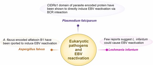 Eukaryotic pathogens that are reported or could possibly induce EBV reactivation. Malaria-mediated Pl. falciparum has widely been studied as it has further shown to generate Burkitt lymphoma in malaria endemic regions. In particular, the cysteine-rich interdomain region (CIDR) α1 domain of parasite-encoded protein Pl. falciparum erythrocytic membrane protein 1 has shown to induce EBV reactivation via B cell receptor activation. Few reports suggest that another protozoa Leshmania infantum could also cause EBV reactivation. A fungal pathogen Aspergillus flavus have been shown to reactivate EBV due to stimulation of cells via fungal alfatoxin B1.