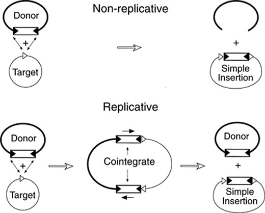 Two major modes of transposition. In non-replicative transposition, the element (rectangle) is excised from the donor locus by double-strand breaks at both ends (solid triangles) and transferred to the target site (cut-and-paste mechanism). The product of intermolecular transposition by the replicative mechanism is a cointegrate molecule in which the donor and target backbones are fused. The element is duplicated during the process and each copy remains attached to the donor backbone at one end, whereas the other end is joined to the target. The cointegrate may be resolved by homologous or site-specific recombination between the two transposon copies to restore the initial donor molecule and yield a target copy in which the element is inserted. Both modes of transposition usually generate short target duplications flanking the element in the new target locus (open triangles).