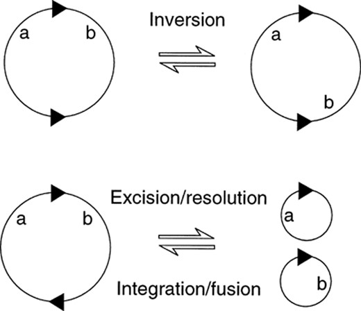 Outcomes from site-specific recombination. Triangles show the orientation of the recombination sites. a and b indicate the position of distinct genetic markers around the recombination loci. ‘Excision’ and ‘integration’ refer to recombination events involving genetic entities of different size and/or function (e.g., the bacterial chromosome and a phage genome), whereas ‘resolution’ and ‘fusion’ apply to equivalent DNA molecules, (e.g., two plasmids).