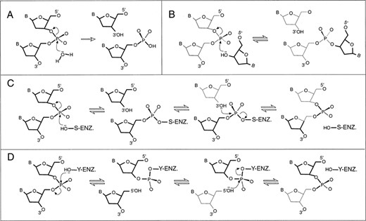 Chemistry of transposition and site-specific recombination reactions. Recombination DNA strand breakage and joining occur by transesterification reactions in which the phosphate of the scissile phosphodiester bond is subject to nucleophile attack by a hydroxyl group (arrows). Endonucleolytic cleavage at the transposon ends (A) and the strand-transfer reaction that join the ends to the target DNA (B) are one-step transesterifications in which the nucleophile is a water molecule and the 3′-OH end of the element, respectively. Strand exchange catalysed by site specific recombinases (C and D) occurs by two steps of transesterification (cleavage and rejoining) involving a covalent protein-DNA intermediate. The nature of the catalytic residue and the line of entry of the nucleophile is different between the two recombinase families. For cleavage catalysed by the invertase/resolvase family (C), the nucleophile hydroxyl is derived from a serine and the leaving group is the 3′-OH of the deoxyribose. For the λ integrase family (D), the catalytic residue is a tyrosine and the leaving group is the 5′-OH. For both recombinase families, the rejoining step is the reverse of the cleavage step. Phosphate backbones are drawn in thick and thin lines to distinguish the donor and target DNA (panel B) or the two recombination partner DNA strands (panels C and D).