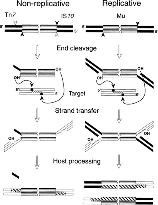 Biochemical steps underlying the non-replicative or replicative transposition of three bacterial elements. The shaded rectangles represent the DNA strands of the transposable elements ends. For IS10 and Tn7, reactions occurring at a single end are shown. Black and white rectangles are the flanking donor sequences and the target DNA, respectively. The black and white arrowheads show the 3′-end and 5′-end cleavage, respectively. Curved arrows indicate the nucleophilic attack transferring the 3′-OH ends on staggered phosphates of the target DNA (black dots). Crenellated lines represent the few target nucleotides that are duplicated during the transposition process. For the three elements, the biochemical steps are catalysed by the transposase in a complex where the transposon ends are in synapsis. For IS10, the target is captured after completion of the double-strand breaks at the transposon ends, whereas for Mu and Tn7, the presence of the target within the complex is required to activate the cleavage reactions. The cross-hatching represents replication events that complete transposition after complex dissociation.