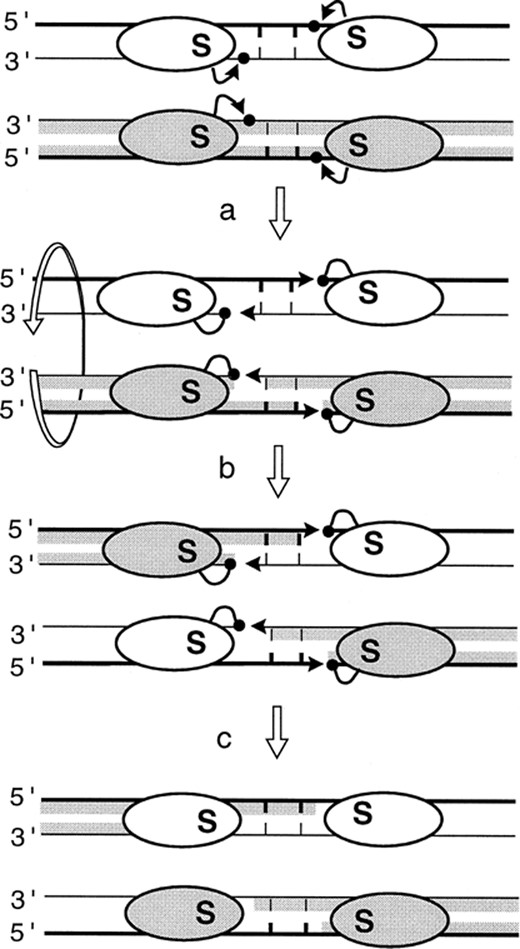 Concerted DNA breakage and rejoining reactions catalysed by resolvase/invertase family enzymes. The subunit rotation model is shown. The ovals represent recombinase subunits with the conserved catalytic serine ‘S’. Thick and thin lines are the top and bottom strands of the recombination sites, respectively. The short vertical bars are the 2 bp of the overlap region between the two cleavage points. Black arrows represent the nucleophilic attacks of phosphates (black dots) by hydroxyl groups (arrowheads). The four DNA strands are cleaved (a), exchanged by 180° rotation of the half-site bound subunits (b) and religated in the recombinant configuration (c).