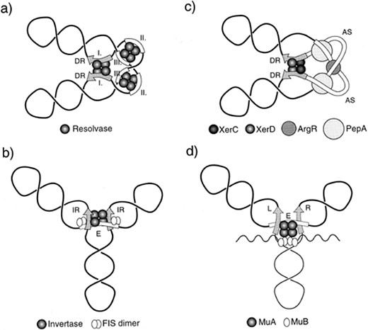 Models for the assembly of a synaptic complex for different specialised recombination systems showing topological selectivity. a: Synaptosome in resolvase/res system. b: Invertasome of DNA inversion systems. c: Synaptic complex assembled by Xer recombination system at the ColE1 plasmid resolution site cer. d: Possible structure of the LER synaptic complex intermediate during bacteriophage Mu transpososome formation. Grey arrows represent the directly repeated (DR) or inverted repeated (IR) recombination core sites, or the bacteriophage Mu left (L) and right (R) ends. Open ribbons are the res site accessory subsites II and III, the cer site accessory sequences (AS), or the recombinational and transpositional enhancers (E). In the Mu LER complex, the thick and thin lines represent the phage genome and the donor DNA molecule, respectively. The wavy line is the target DNA. Only the MuA subunits that will form the active tetramer after conversion of the LER complex are represented. Additional molecules of MuA and of the proteins HU and IHF which participate in the formation of the LER complex are not shown.