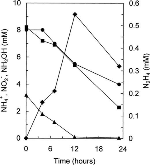 Concentration profile of ammonium (•), nitrite (▪), hydroxylamine (▴) and hydrazine (♦) during anaerobic batch experiments with an Anammox culture supplemented with 3 mM hydroxylamine [8].