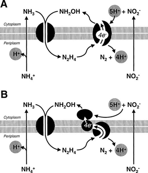Possible reaction mechanisms and cellular localization of the enzyme systems involved in anaerobic ammonium oxidation. A: Ammonium and hydroxylamine are converted to hydrazine by a membrane-bound enzyme complex, hydrazine is oxidized in the periplasm to dinitrogen gas, nitrite is reduced to hydroxylamine at the cytoplasmic site of the same enzyme complex responsible for hydrazine oxidation with an internal electron transport. B: Ammonium and hydroxylamine are converted to hydrazine by a membrane-bound enzyme complex, hydrazine is oxidized in the periplasm to dinitrogen gas, the generated electrons are transferred via an electron transport chain to nitrite reducing enzyme in the cytoplasm.