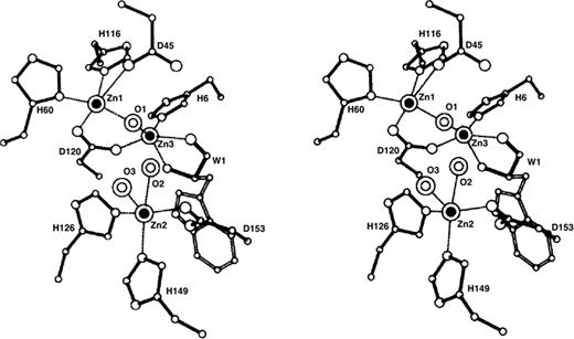 Coordination of zinc ions in P1 nuclease. 01, 02, 03 represent the water ligands. (Reprinted from Volbeda et al. [281], ©1991, with permission from Oxford University Press.)