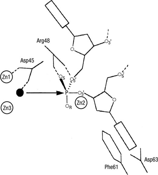 Proposed catalytic mechanism of P1 nuclease. (Reprinted from Romier et al. [292], ©1998, with permission from Wiley–Liss Inc.)