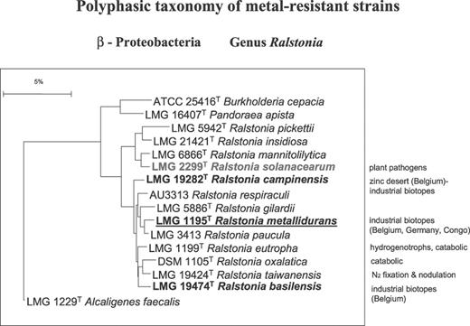 Polyphasic taxonomy of metal-resistant Ralstonia (czc and ncc). A dendrogram of the genus Ralstonia is shown [3, 13, 87, 89] (Goris, personal communication). Various species are shown with indication of remarkable or specific functions. Species characteristic of or found in metal-rich industrial biotopes (R. metallidurans, campinensis and basilensis) are shown in bold and display metal resistance genotypes (czc: resistance to Cd(II), Zn(II) and Co(II); ncc: resistance to Ni(II), Co(II) and Cd(II)). czc and ncc genotypes are mostly defined via positive hybridization with czc or ncc probes [11, 12]. The plant pathogen R. solanacearum is shown in gray bold.