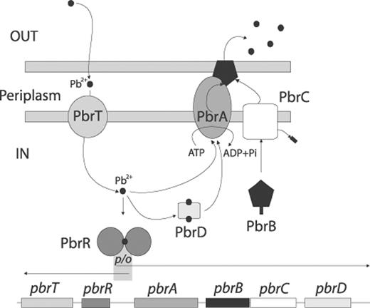 Proposed mechanism for pMOL30 pbr-mediated resistance to lead. Model for the pbrTRABCD operon-encoded Pb resistance of R. metallidurans CH34. The model involves the following proteins: PbrT, which transports Pb into the cytoplasm; PbrA, the Pb efflux ATPase; PbrB and PbrC, the Pb transport-facilitating lipoprotein and its prolipoprotein signal peptidase, respectively; and PbrD, a protein involved in cytoplasmic Pb sequestration. The PbrR protein, which mediates Pb-inducible transcription from its divergent promoter, regulates the expression of the pbr operon (from [29] with permission of the authors).