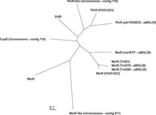 Phylogenetic representation of the MerR-like proteins found in R. metallidurans. As references, the MerR protein of Tn501 and the ZntR protein were taken. Numbers after the Mer proteins refer to the corresponding contigs.