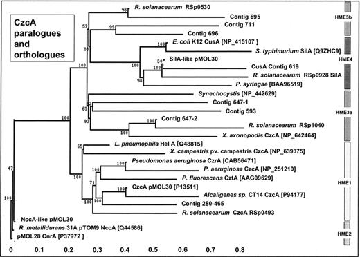 Phylogenetic representation of R. metallidurans czcA (putative) orthologues/paralogues and corresponding orthologues in R. solanacearum and other bacteria. Phylogenetic analyses were performed using the ‘TreeTop – Phylogenetic Tree Prediction’ program available at:http://www.genebee.msu.su/services/phtree_reduced.html. The topological algorithm in phylogram representation was used to display the phylogenetic tree. Building of probable phylogenetic trees is based on the matrix of pair distances between sequences. These distances (scale at the bottom of the figure) are calculated from counting residual change weights in aligned sequences. Branch lengths correspond to the phylogenetic distance between sequences. Bootstrap values are expressed in percentages (after generation of 100 trees) and placed at nodes. NCBI accession numbers are given in brackets. On the right part of the figure, the HME-RND classes to which the putative czc orthologues and paralogues would belong [84]. R. solanacearum megaplasmid proteins RSp0493, RSp0530, RSp0928 and RSp1040 correspond to the Fig. 2 clusters czcSRCBA, czcCBA-like, silCBA-like and cnrTczcSRBAC respectively. Contig numbers correspond to R. metallidurans czc paralogues with unassigned function (see Fig. 3).