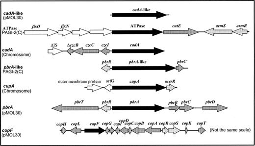 Genetic organization of the clusters containing genes encoding (putative) efflux P1-ATPases in R. metallidurans CH34. The cadA-like gene belongs to contig 692 (see also Fig. 7). Chromosomal cadA cluster: proposed annotation for the gene cluster close to the cadA ATPase of contig 649. PAGI-2(C) loci: proposed annotation partially according to the sequence published by Larbig et al. [104]. cupA: contig 710. pbrA: contig 692 (pMOL30) [29]. copF: pMOL30, annotation of sequence AJ278983 and the corresponding fragment on contig 709.