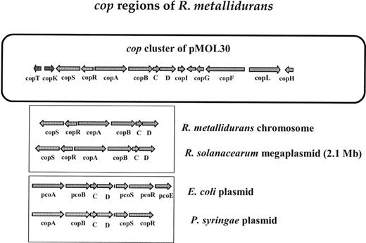 Copper resistance operons in R. metallidurans. The structure of the plasmid-borne cop cluster is presented in the top cartouche. Similar copSRABCD genes located on chromosomal material of R. metallidurans (contig 711) and on the megaplasmid of R. solanacearum[88] are shown aligned in the central rectangular cartouche. The alignment of similar genes in E. coli[123] and P. syringae[128] is shown in the lower part of the figure. Only copSRABCD are conserved between all species. The E. coli plasmid pRJ1004-borne pcoE gene has no equivalent in other bacterial cop operons [124].