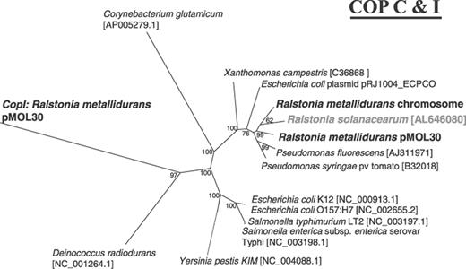 Phylogenetic representation of CopC proteins. Includes CopC of R. metallidurans (chromosomal and plasmid-borne), R. solanacearum, Pseudomonas fluorescens, P. syringae, Xanthomonas campestris, E. coli strain K12, E. coli strain O157:H7, S. typhimurium, Salmonella enterica, Y. pestis, Deinococcus radiodurans, Corynebacterium glutamicum, and CopI of R. metallidurans pMOL30. The same method was used for the phylogenetic analysis of the ATPases and copC. Using the R. metallidurans chromosome and pMOL30 copC (shown in bold) as reference, several copC homologues were found in different organisms. NCBI accession numbers are given in brackets. copC genes were clustered in three different groups:R. solanacearum (shown in bold gray), P. fluorescens, P. syringae, X. campestris for the first group phylogenetically close to R. metallidurans; E. coli strain K12, E. coli strain O157:H7, S. typhimurium, S. enterica, Y. pestis form the second group, and D. radiodurans, C. glutamicum which seems to be phylogenetically apart. R. metallidurans pMOL30 copI is also included in this phylogeny but does not group with the other genes.