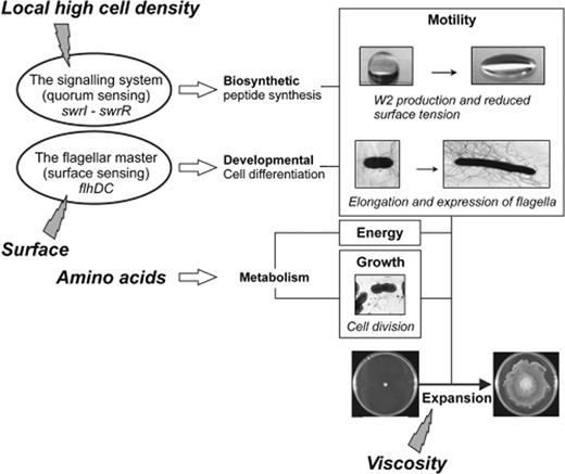 Swarming motility in Serratia marcescens MG1 is controlled by two key regulatory systems (ovals). Inducing stimuli (lightning) point to their respective system. The wide horizontal arrows indicate the pathways targeted by the regulatory systems. The rectangles summarize the biological processes the combined action of which leads to expansion of the colony (adapted with permission from Eberl et al. , 1999 ).