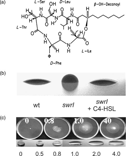 (a) Molecular structure of serrawettin W2. (b) Side views of cultures by the drop-collapsing test, indicating the effect on the surface tension of water ( Lindum et al. , 1998 ). Small volumes of bacterial cultures were placed on the lid of a Petri dish. wt, wild type; swrI , the swrI mutant; +C4-HSL, the strain was grown in the presence of 200 nM N -butanoyl- l -homoserine lactone. (c) Swarming motility of the Serratia marcescens MG1 swrI swrA double mutant, deficient in serrawettin W2, on medium supplemented with serrawettin W2 (0, 0.8, 1 and 40 μg mL −1 ) and drop-collapsing test of water supplemented with 0, 0.5, 0.8, 1, 2 and 40 μg mL −1 serrawettin W2 (adapted with permission from Eberl et al. , 1999 ).