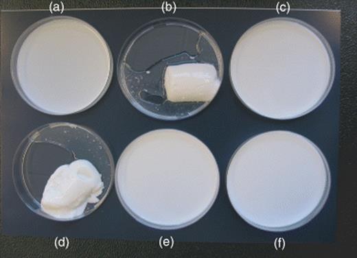 Quorum sensing-controlled secretion of exo-enzymes in Serratia proteamaculans B5a contributes to the deterioration of milk. Milk samples were inoculated with 1 × 10 6 CFU mL −1 of the wild-type or mutants and incubated at room temperature for 18 h. (a) Milk (negative control); (b) milk inoculated with the wild-type B5aN; (c) milk inoculated with the communication-deficient mutant AC1; (d) milk containing 200 nM 3-oxo-C6-HSL inoculated with AC1; (e) milk inoculated with the communication-deficient and secretion-deficient double mutant AC2; (f) milk containing 200 nM of 3-oxo-C6-HSL inoculated with AC2 (reprinted with permission from Christensen et al. , 2003 ).
