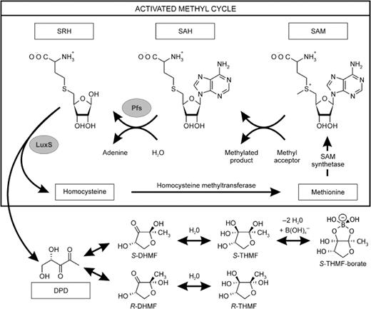Biosynthetic pathway leading to DPD and AI-2. The activated methyl group of S -adenosylmethionine (SAM) is used for methylation leading to S -adenosylhomocysteine (SAH), which is removed by one of two routes depending on the organism. One route converts SAH first in S -ribosylhomocysteine (SRH) and adenine by Pfs nucleosidase (also known as MTA/SAHase) and SRH is subsequently converted by LuxS to homocysteine and 4,5-dihydroxy-2,3-pentanedione (DPD). Spontaneously cyclization forms either the R or the S form of 2,4-dihydroxy-2-methyldihydrofuran-3-one (DHMF). Hydration of R - DHMF forms R -THMF, which cocrystallized with LsrB, whereas S -THMF can react with borate to generate the diester bound to LuxP.