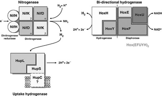  Enzymes directly involved in hydrogen metabolism in cyanobacteria. While the uptake hydrogenase is present in most of the nitrogen-fixing strains tested (with only one exception reported so far; see text and Table 1 ), the bidirectional enzyme seems to be present in non-N 2 -fixing and N 2 -fixing strains but is not a universal enzyme. The existence of a third subunit (HupC) anchoring the uptake hydrogenase to the membrane is yet to be confirmed, and the molecular weight of the native bidirectional hydrogenase indicates a dimeric assembly of the enzyme complex Hox(EFUYH) 2 . 