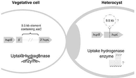  Schematic representation of the hupL rearrangement occurring in Nostoc sp. PCC 7120 and other heterocystous cyanobacteria (adapted from  Carrasco et al. , 2005  ). In the vegetative cells, hupL is interrupted by a DNA element that is excised late during the heterocyst differentiation process by a site-specific recombination. Subsequently, the structure of the hupL gene is restored, allowing its expression in the heterocysts only. The destiny of the 9.5-kb excised element is currently unknown. In aerobically grown filaments of Nostoc sp. PCC 7120, most of the uptake hydrogenase activity is recovered in the membrane fraction of heterocysts ( Houchins & Burris, 1981b ). The question marks represent events that have not been elucidated so far: the fate of the excised DNA element, and the attachment of the uptake hydrogenase to a cell membrane. 