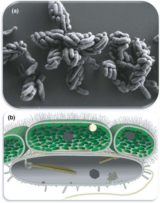 ‘Chlorochromatium aggregatum’: a phototrophic consortium formed by ...