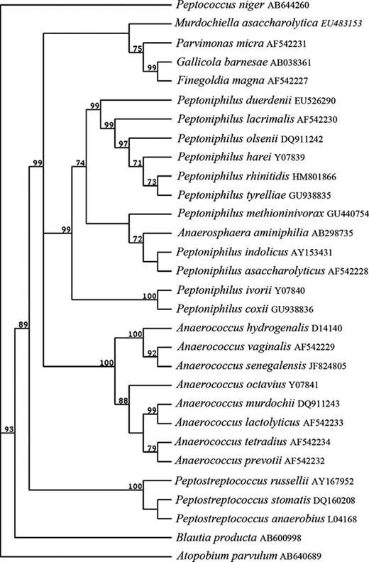 Phylogenetic tree showing phylogenetic relationships within GPAC. This tree was constructed by the neighbour-joining method, by inputting 16S rRNA gene sequences into MacVector. Significant bootstrap values, expressed as a percentage of 32 000 replications, are indicated at branching points.