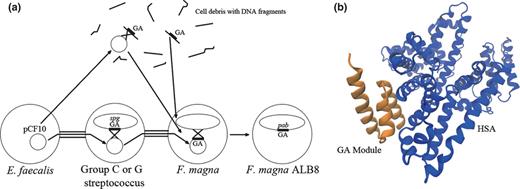  (a) Possible modes of shuffling of the GA module to form the pab gene in Finegoldia magna . Putative methods of uptake of the GA module include: (1) direct uptake of GA module fragment from cell debris and subsequent homologous/nonhomologous recombination with F. magna chromosome. (2) Release of pCF10 from E. faecalis into cell debris from group G streptococcus, recombination with the GA module and transformation into F. magna . (3) Conjugational plasmid pCF10 is transferred by conjugation from E. faecalis to group C or G streptococcus, homologous recombination with the protein G gene ( spg ) on the chromosome and finally, conjugation and homologous recombination with F. magna . Figure adapted from (de Château & Björck, 1994 ) (b) Structure of the HSA-GA complex, showing the GA module binding to a novel site on albumin. Structure was built using the 1TF0 pdb file (Lejon et al ., 2004 ). This image was made with VMD. VMD is developed with NIH support by the Theoretical and Computational Biophysics group at the Beckman Institute, University of Illinois at Urbana-Champaign. 