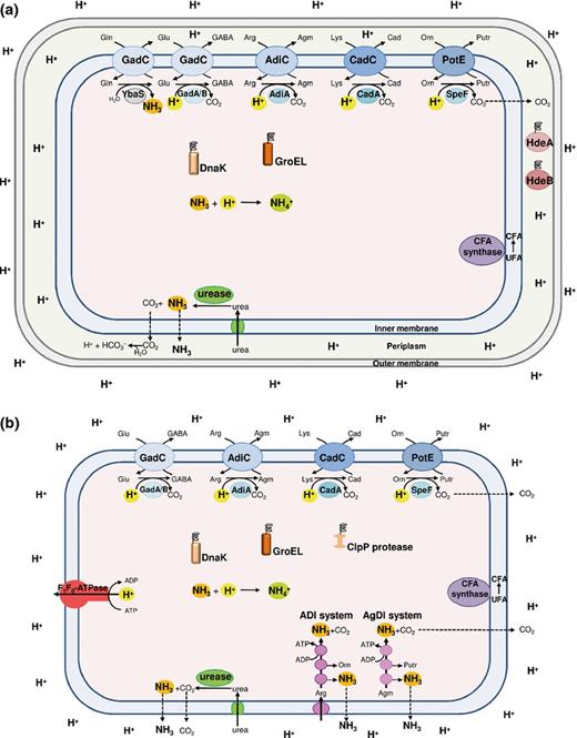 Schematic representation of all the mechanisms of protection against acid stress that can occur in Gram-negative (a) and Gram-positive (b) neutralophilic bacteria. Note that not all the mechanisms are present in a same microorganism, but that each microorganism possesses specific ones, as listed in detail in Table 1. The amino acid decarboxylase/antiporter systems (blue), dependent on glutamate (Glu; GadAB/GadC), arginine (Arg; AdiA/AdiC), lysine (Lys; CadA/CadC) and ornithine (Orn; SpeF/PotE), consume intracellular protons. The glutamine (Gln)-dependent system, consisting of glutaminase YbaS (grey) and glutamine/glutamate antiporter GadC, produces NH3. The F1F0-ATPase (red) pumps out protons via ATP hydrolysis. The amino acid deiminase pathways (magenta), arginine deiminase (ADI) and agmatine deiminase (AgDI), yield NH3 and ATP. The urease/urea transporter system (green) imports and hydrolyses urea yielding NH3. The cytoplasmic DnaK and GroEL (orange) and periplasmic HdeA and HdeB (dark red) chaperones protect denatured proteins, whereas Clp protease (brown) remove damaged proteins. The CFA synthase enzyme (purple) converts unsaturated fatty acids (UFA) into cyclopropane fatty acids (CFA).