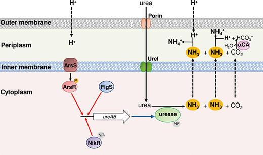 Scheme representing detection of low pH and acid acclimation in Helicobacter pylori during acid stress. The ArsR (red) and FlgS (blue) response regulators as well as the NikR transcriptional regulator (violet) bind the ureAB promoter, activating the expression of urease (red arrows). The urea dispersed in the periplasm moves into the cytoplasm through the activated UreI channel (green). The NH3 and CO2 produced by the urease (light green) diffuse in the periplasm, where the latter gas is hydrated by the α-type carbonic anhydrase (α-CA; pink).