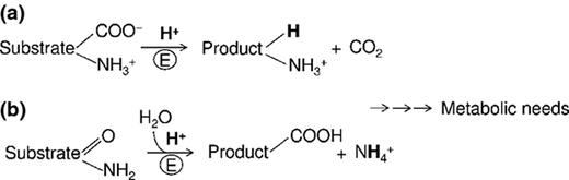 General chemistry of the reactions that use amino acids to neutralise acidity in the intracellular environment. (a) Proton-consuming decarboxylation reaction. (b) Ammonia-releasing amidohydrolase reaction.