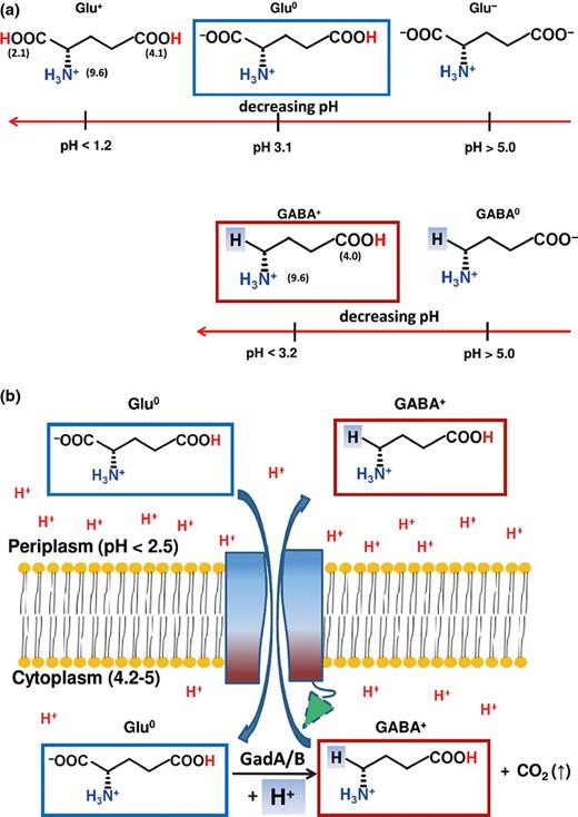 GadC ‘logic-gate mechanism’. (a) Possible protonation states of Glu and GABA and their occurrence at different pHs. The indicated pH is where the species above the value is the most abundant (> 95%). (b) Proposed mechanism for selection of Glu0 and GABA+: following acidic pH activation, the C-plug of GadC (green triangle with a dashed border) is displaced from the substrate transport channel of GadC. The protein (shaded from blue to dark red) will then recognise the substrates via a charge-based mechanism that will allow exclusively the entry of Glu0 (blue border as in A) and the exit of GABA+ (red border as in A).